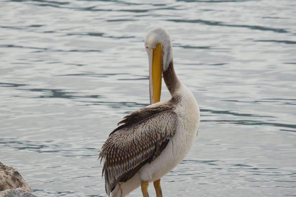 Kuraklıkla boğuşan Türkiye’nin yaşayan gölü, yeniden küçük Venedik oldu 7